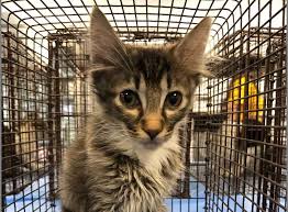 Skontaktuj sie z naszymi oddziałami. Petsmania Es Socialpets 19 Gatos Desalojados Necesitan Nuevos Hogares En Tucson