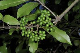 Image result for Monimiaceae