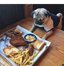 Read About Pugs For Adoption Near Me Click The Link For More Info Viewing The Website Is Worth Your Time Doug The Pug Pugs Pug Puppies