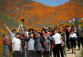 Maybe you would like to learn more about one of these? Lake Elsinore Super Bloom Visitors Must Pay To See Ca Wildflowers San Luis Obispo Tribune