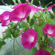 Morning Glory Crimson Rambler Flower Seeds Ipomoea Purpurea 20 Seeds Morning Glory Flowers Flower Seeds Morning Glory Vine