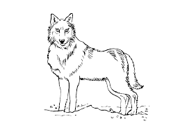 D'une activité créative et détaillés, ce choix au contraire ! Coloriage Loup Les Beaux Dessins De Animaux A Imprimer Et Colorier
