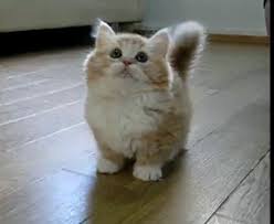 Get A Munchkin Cat Munchkin Kitten Munchkin Cat Baby Cats