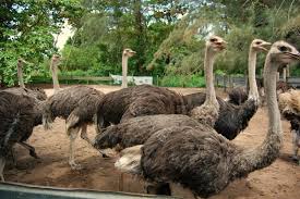 Get the knowledge you need in order to pass your classes and more. Ostrich Farm Teluk Ramunia Mapio Net