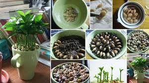 Pas Besoin D Etre Un Super Jardinier Pour Faire Pousser Des Plantes Il Suffit Par Exemple De Qu Faire Pousser Un Citronnier Graines De Citron Plante De Citron