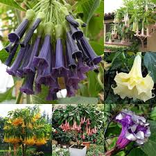 Do not consume brugmansia, and be sure to wear gloves and use. 20pcs Bag Datura Brugmansia Seeds Potted Bonsai Trumpets Angel Flower Seeds Lazada Ph