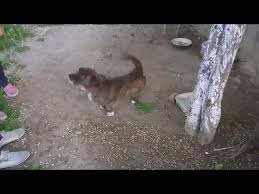 Kopek Sesi Ve Sevecen Ev Kopegi Ile Oyun Youtube