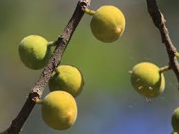 Image result for Ficus exasperata