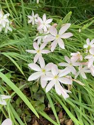 Image result for Hesperantha