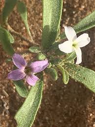 Image result for Erucastrum arabicum