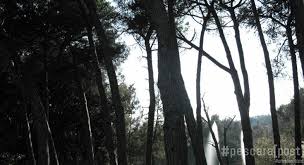 Le numerose aree naturali protette dell'abruzzo sono uno dei motivi dello sviluppo turistico della regione. Riapertura Pineta Dannunziana Pescara Tempi Lavori E Costi Pescarapost