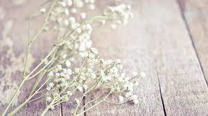 Get inspired with our handpicked collection of flower pictures hd to 4k quality available for commercial use download now for free! Support After Miscarriage Tommy S