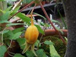 Image result for Canarina