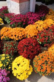 Chrysanthemum Fertilizer How And When To Fertilize Mums