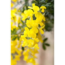 Schön kleine, aber detaillierte drucke mit einer größe von ca. Cytisus Scoparius Gelber Funke Pflanzen Fur Dich De 3 99