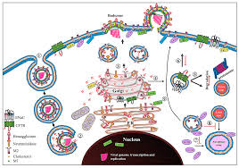 Influenza a and b and 8 segments whereas c has 7. Ijms Free Full Text Influenza A Virus M2 Protein Roles From Ingress To Egress Html