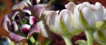 Image result for Pachycarpus eximius