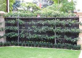 We did not find results for: Espalier Fruit Trees That S Natty Espalier Fruit Trees Garden Trees Dwarf Fruit Trees