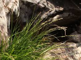 Image result for Steinchisma laxum