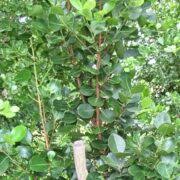 Image result for Andrachne ovalis