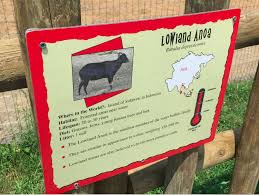 Reston Now Lowland Anoa At Roer S Zoofari