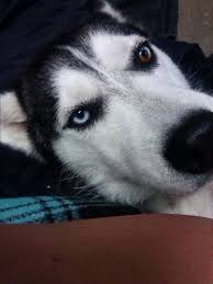 Blue Eyes Black And Brown Husky Founddog 6 6 14 Fenton Mi Siberianhusky Female Black White Right Blue Eye Left Half Blue Half Br Losing A Dog Female Siberian Husky Siberian Husky Rescue