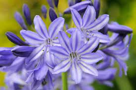 Growing Agapanthus In A Pot Bbc Gardeners World Magazine