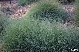 Image result for Festuca chodatiana