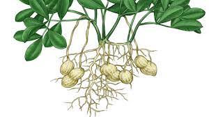 Jadi, gerakan tumbuhan terjadi karena adanya proses pertumbuhan dan adanya kepekaan terhadap rangsang atau iritabilita yang dimiliki oleh tumbuhan tersebut. Sifat Dan Ciri Tanaman Kacang Tanah