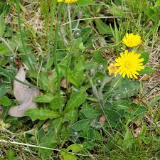 Image result for Hypochaeris radicata