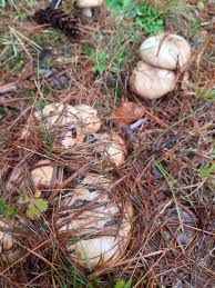 Image result for Suillus weaverae