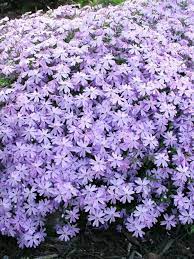 Phlox Blue Bluestone Perennials Flowers Perennials Creeping Phlox Perennials