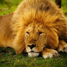 How Loud Is a Lion's Roar? | World Wildlife Fund