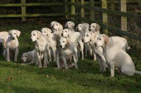 Image result for Harrier dog