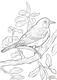 Baltimore Oriole Bird Template Free Google Search Baseball Coloring Pages Bird Coloring Pages Bird Drawings