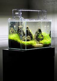 Micro Aquarium Nano Aquarium Aquascape Aquarium Fish