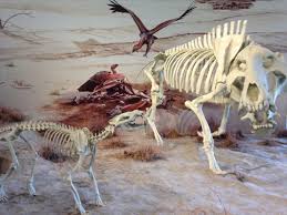 The research center and active dig site allows visitors to watch as paleontologists unearth. The Paleo Tourist Science