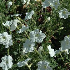Image result for Petunia axillaris