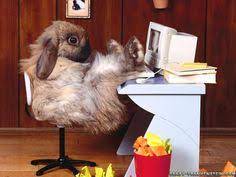This mod makes your animals more hardworking: 13 Hard Working Animals Ideas Animals Cute Animals Funny Animals
