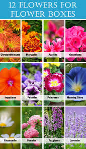 Prune at will if it gets carried away with its rather aggressive growth habit. 40 Window And Balcony Flower Box Ideas Photos Home Stratosphere
