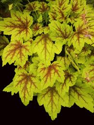 Heucherella Stoplight Country Farm Perennials Mail Order Plants Foamflower, false miterwort and others (tiarella cordifolia); heucherella stoplight