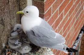 Seagulls And Seagull Babies Faq Animalwhoop