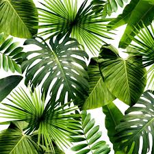 Find images of tropical plant. 15 Greenery Hued Home Products Inspired By Pantone S 2017 Color Of The Year Palm Wallpaper Plant Wallpaper Tropical Wallpaper