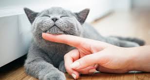 Other than simply avoiding cats, immunotherapy, or allergy shots, is the only current treatment option for this allergy. New Vaccine Could Provide Relief For Cat Allergy Sufferers Petcoach