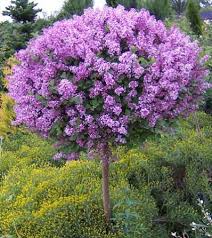 Full sun shrubs full sun perennials full sun plants dwarf evergreen shrubs evergreen bush vegetable garden for beginners gardening for beginners i love these full sun perennials! 34 Dwarf Flowering Trees Ideas Flowering Trees Ornamental Trees Trees To Plant