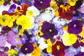 Por Que Las Flores Tienen Distintos Colores Floraqueen Es