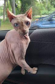 Cat found on 33rd and Howell in Saskatoon