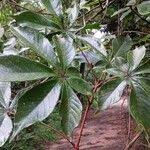 Image result for Vitex ferruginea