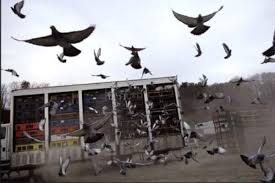 How to breed, race, win and make money download pdf : Building Consistency Pretzel Breeding Part 3 Of 6 Winning Pigeon Racing And Racing Pigeons Strategies Pigeon Insider