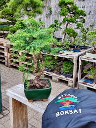 Image result for Araucaria cunninghamii